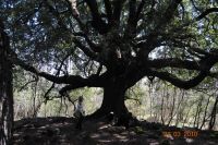 Ilice di Carrinu (leccio - Quercus ilex - di Carlino). L'albero è detto anche del Pantano.