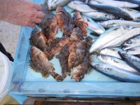 Mercato del pesce di Aspra