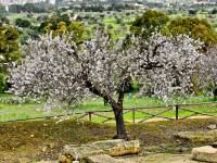 Mandorlo in fiore, albero da frutto diffuso nella valle dei templi, da cui deriva la famosa manifestazione annuale della 